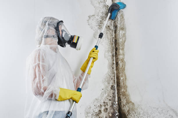 Best Biohazard Mold Removal  in Mechanicsburg, OH